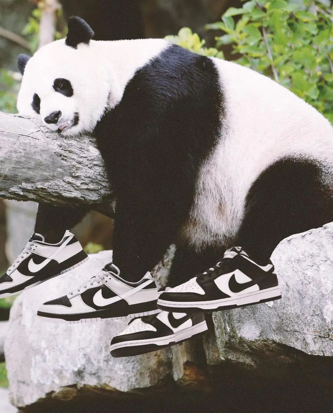 警惕！「熊猫Dunk」在中国传染率太高了！